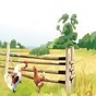 gba牧場(chǎng)物語男孩版攻略