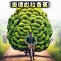 血戰(zhàn)上海灘一命通關(guān)